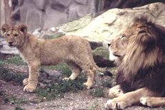 Olomoucká zoo se chlubí samcem lva berberského