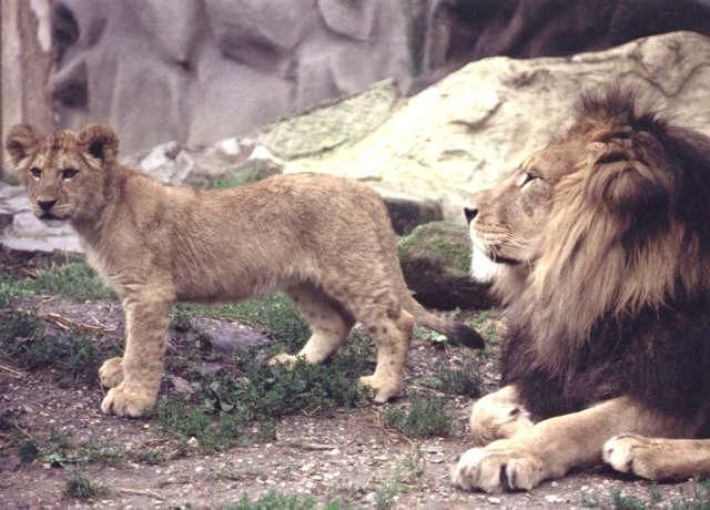 Lev berberský s lvíčetem