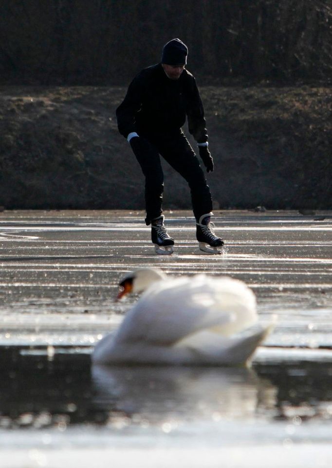 Pozor, nepřejet labuť.