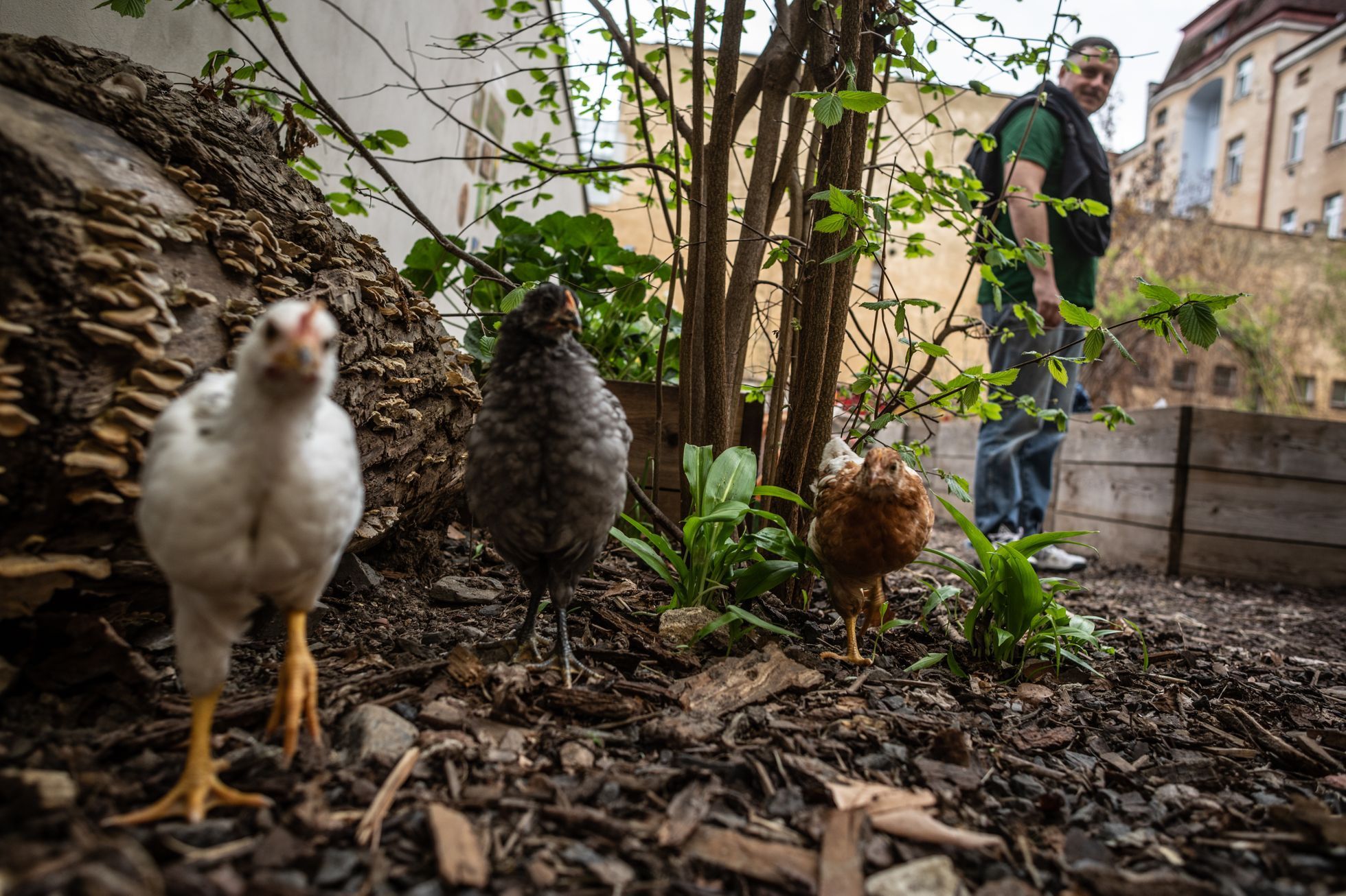 učitel, Karlín, mateřská školka, školka