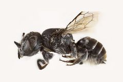 Ďábelská včela má příbuzné v Česku. Ustojí i "boxerský úder" a neurazí se, říká vědec