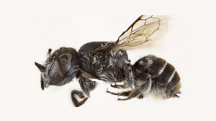 Ďábelská včela má příbuzné v Česku. Ustojí i "boxerský úder" a neurazí se, říká vědec; Zdroj foto: K. Prendergast, Campbell JW (2025), Journal of Hymenoptera Research