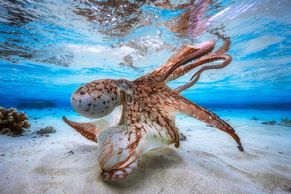 33 zázraků pod hladinou. Nejlepší světové fotky pořízené při potápění pro rok 2017