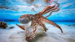Underwater Photographer of the Year 2017: Vítězové soutěže