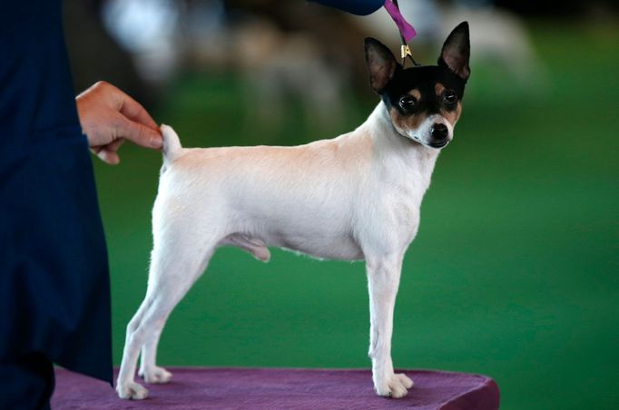 Westminster Kennel Club's Dog Show v New Yorku