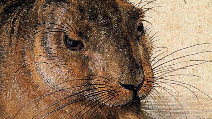 Dürerův akvarel Zajíce z roku 1502 obsahuje věrně zobrazenou srst i oči plné napětí.