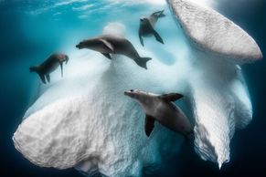 Balet tuleňů pod ledovcem a 35 dalších skvělých fotek ze soutěže podvodních fotografů