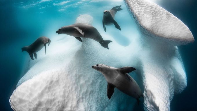 Balet tuleňů pod ledovcem a 35 dalších skvělých fotek ze soutěže podvodních fotografů