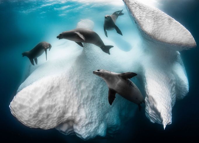 Underwater Photographer of the Year 2020 - vítězné fotografie