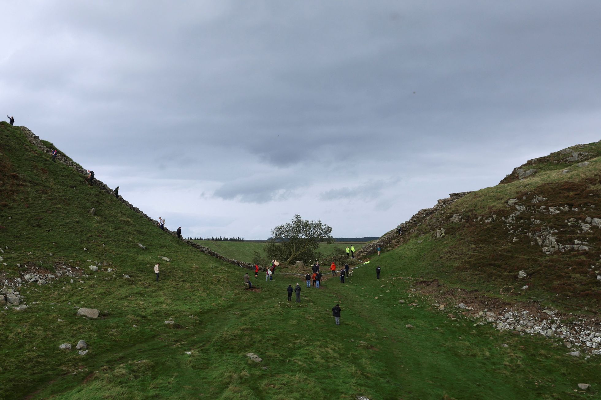 Sycamore gap, strom, Anglie