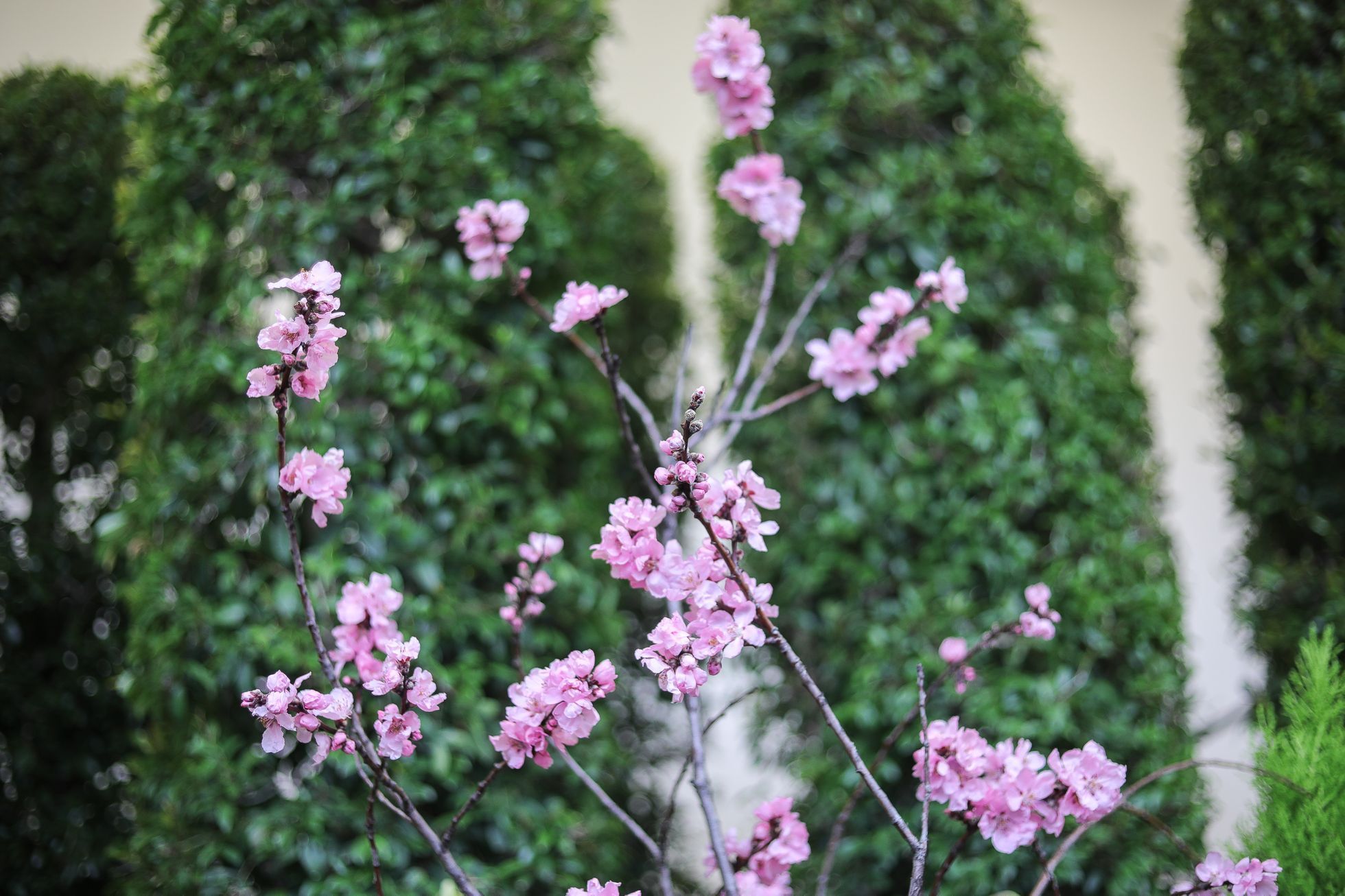 Výstava květin Předjaří, Pražský Hrad
