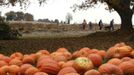 A family returns from the fields with their Halloween pumpkin choices at Mayne's Tree Farm in Buckeystown, Maryland October 27, 2012. Halloween is four days away. REUTERS/Gary Cameron (UNITED STATES - Tags: SOCIETY) Published: Říj. 27, 2012, 8:52 odp.