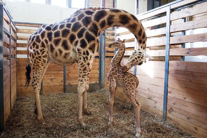 Pražská ZOO má nového miláčka davů, žirafátko Vincka. Narodil se 11. února, VIP křtiny měl o měsíc později. Maminkou je šestnáctiletá Eliška, místní rodačka. Přivedla na svět již pět mláďat, z toho tři v přímém přenosu před kamerami.