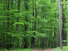Lesy ČR hospodaří s majetkem přesahujícím 70 miliard korun