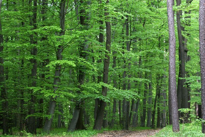 Lesy - ilustrační foto
