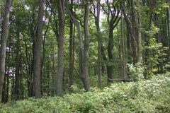 V Bílých Karpatech vyrůstá největší český prales