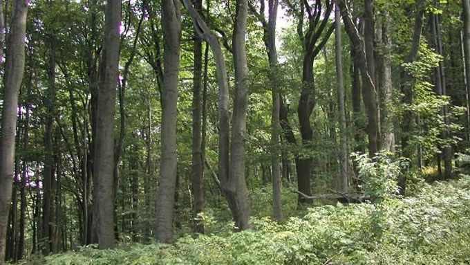Největší český prales - Javorina
