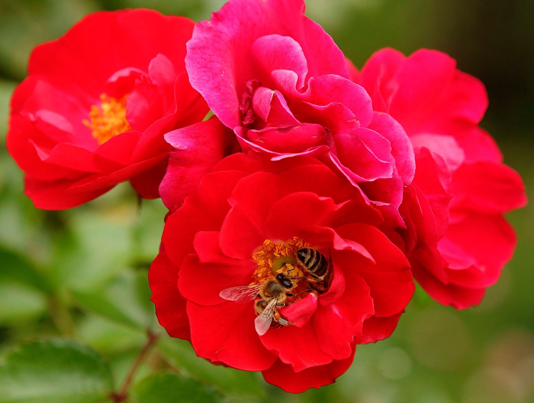 Včely medonosné sbírají nektar z růží