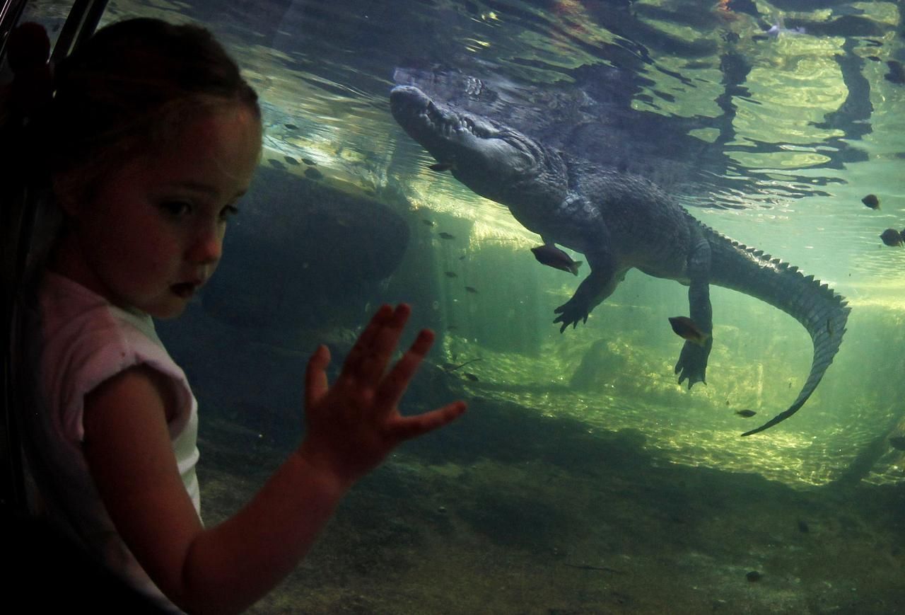 Foto: Podívejte se na jednoho z největších krokodýlů na světě. Váží 700 Kg.