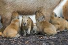 V Zoo Praha se narodily superpopulární kapybary. Čtyřčata tu nebudou dlouho