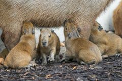 V Zoo Praha se narodily superpopulární kapybary. Čtyřčata tu nebudou dlouho