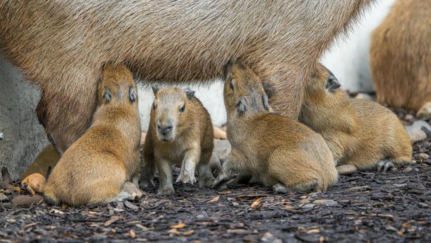 V Zoo Praha se narodily superpopulární kapybary. Čtyřčata tu nebudou dlouho