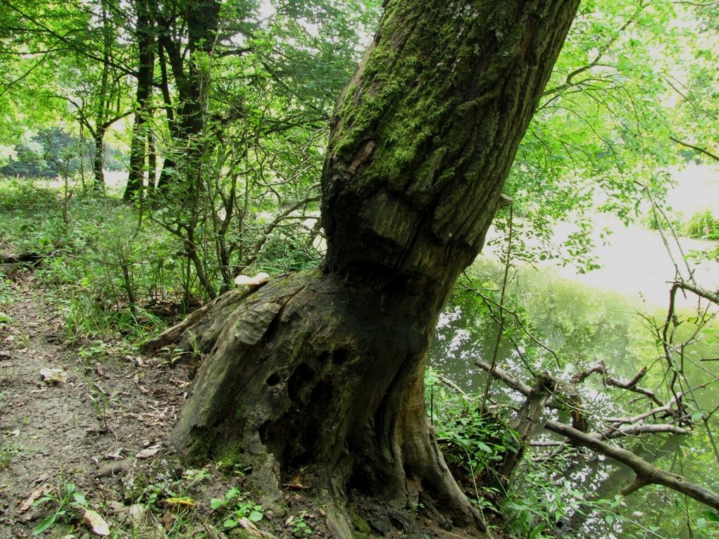 Moravská Amazonie u Lanžhotu