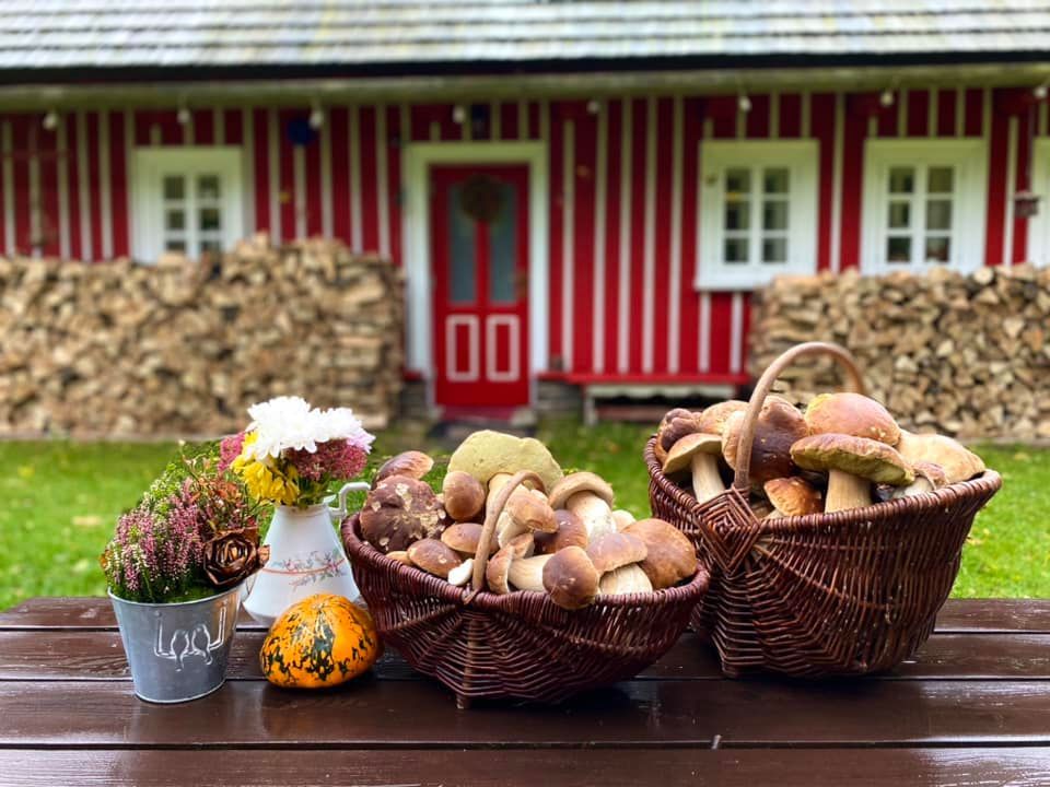 Houby - fotosoutěž