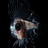 Vítězové soutěže Underwater Photographer of the Year 2021