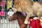 Lev bez ocasu, spoutaný tygr. V čínských cirkusech často týrají zvířata, v zemi chybí zákony