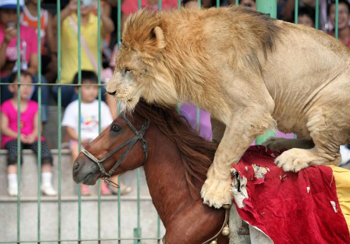 Čínský cirkus