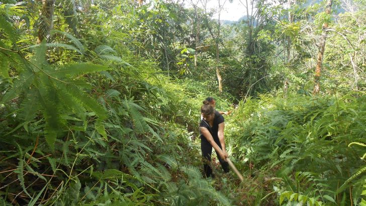 Prosekávání džungle dobrovolníky