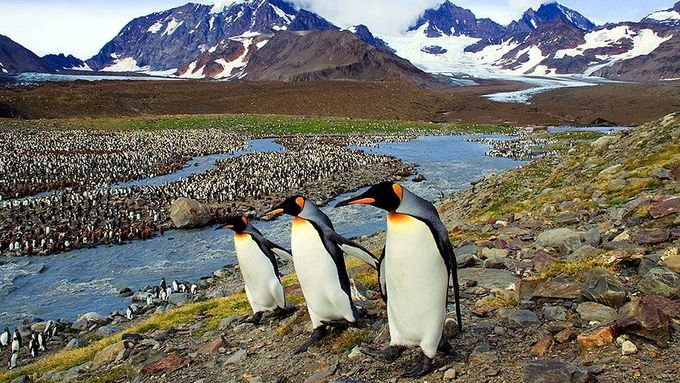 Foto: Tučňáci v ohrožení. Atlantikem míří k jejich obřím jeslím ledový kolos