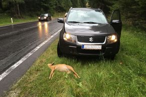 Volat policii ke sražené srnce? Názor právníka asi většinu motoristů překvapí