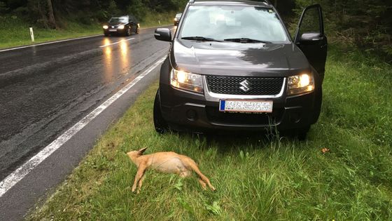 Volat policii ke sražené srnce? Názor právníka asi většinu motoristů překvapí