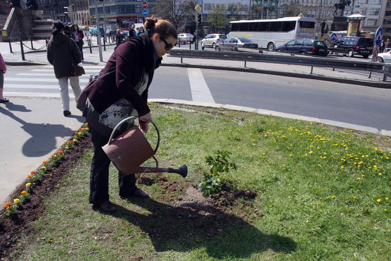 Guerrilla Gardening