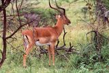 Vypadá jako antilopa, ale je to impala. Je o něco menší než jelen a je velmi družná - stáda, v nichž žije, dosahují až dvě stě jedinců.