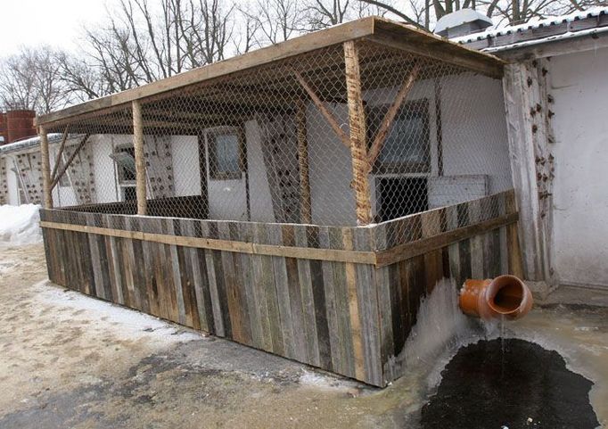 Veterinární opatření říkají, že krmit a napájet drůbež se musí odděleně. Rybáři proto postavili tato dřevěná napajedla, do nichž mohou husy z uzavřených hal.