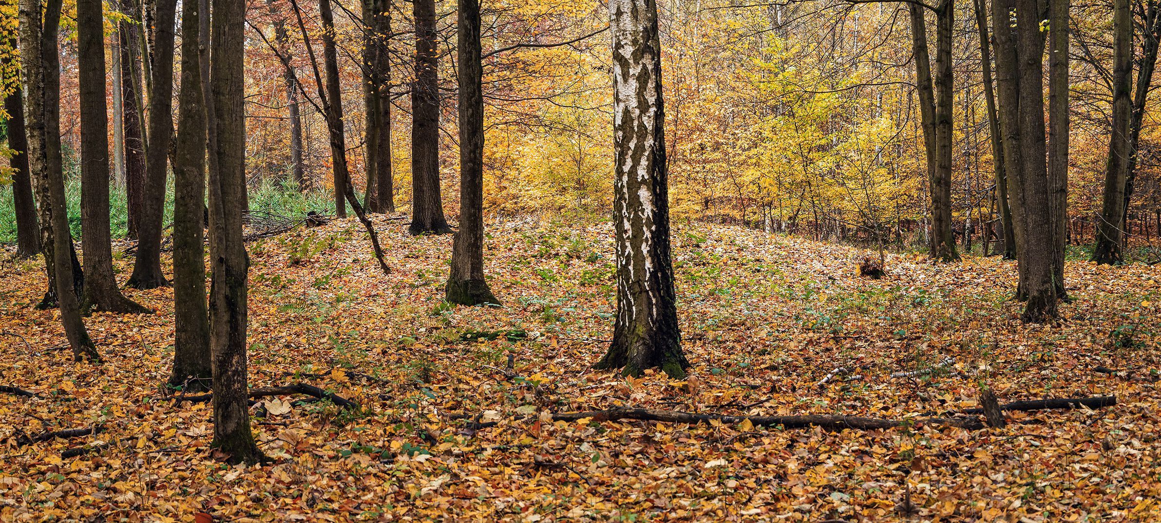 Mohyly z doby bronzové u Velké Dobré na Kladensku, podzim