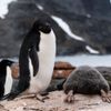 Finalisté soutěže Nikon Comedy Wildlife Awards 2024