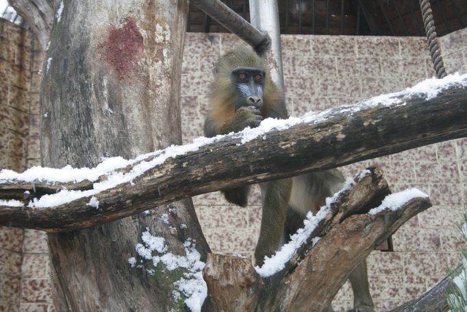 Zvířata na sněhu - Zoo Ústí nad Labem