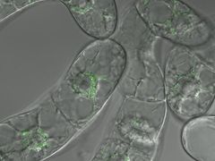 Umístění bílkoviny PIN5 (označené zeleně světélkujícím proteinem) v buňkách z buněčné kultury tabáku.