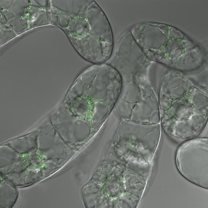PIN5 v buněčné kultuře