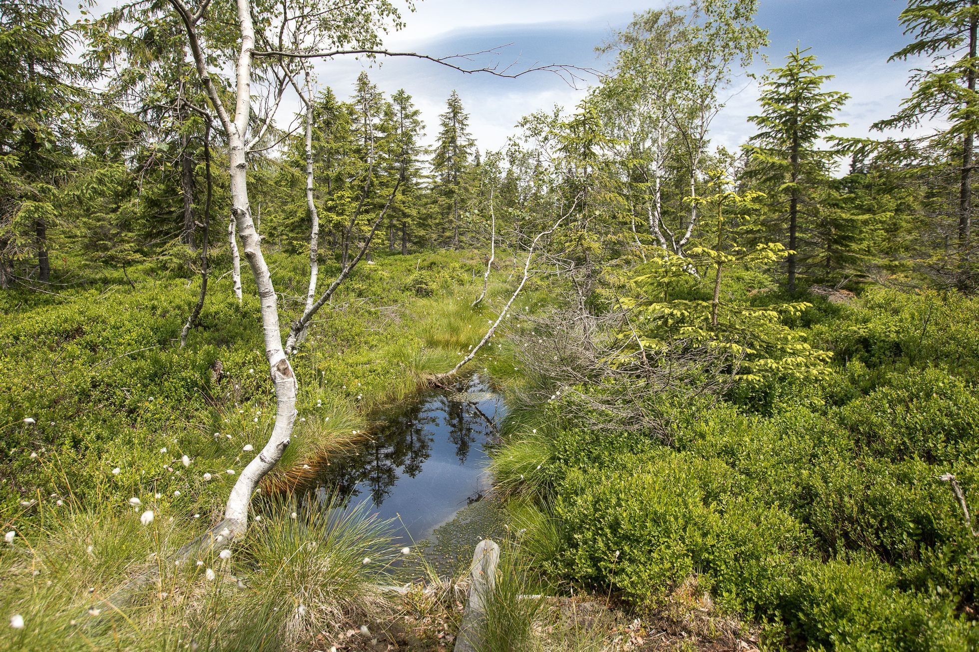 Rašeliniště Krkonoše, Krkonošský národní park (KRNAP) - Česká divočina