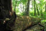 Padlý staletý velikán v dochované pralesní části.