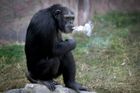 Kouřící šimpanz se stal atrakcí severokorejské zoo. Cigarety si zapaluje sám
