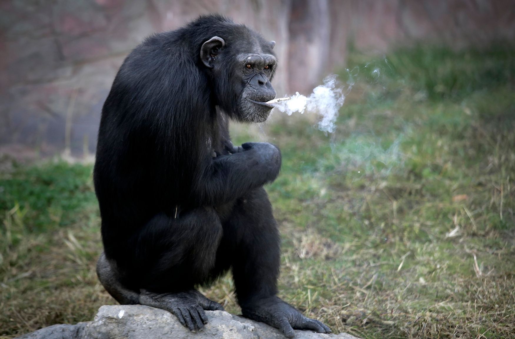 Kouřící šimpanz