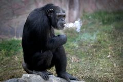 Kouřící šimpanz se stal atrakcí severokorejské zoo. Cigarety si zapaluje sám