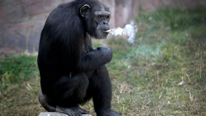 Tato opice kouří, jiné však lidé nutili v rámci testů vdechovat zplodiny z výfuků dieselových motorů