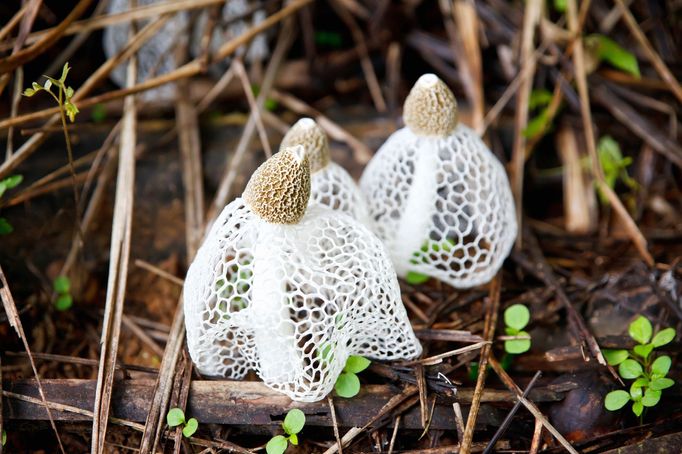 Houba známá pod lidovým označením "Hadovka" (Phallus indusiatus)